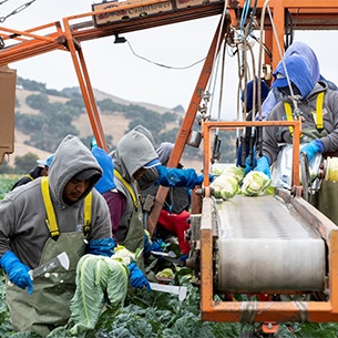 Manufacturing workers slicing up cauliflower plants